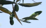 Oloil-zábal s olivovým olejem - 120 minut