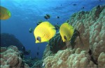 Kurz potápění - Open Water Diver